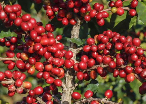 一颗咖啡豆，怎样成为乡村振兴的“香浓引擎”？